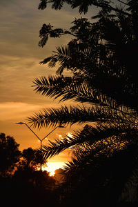 Low angle view of silhouette trees against sky during sunset