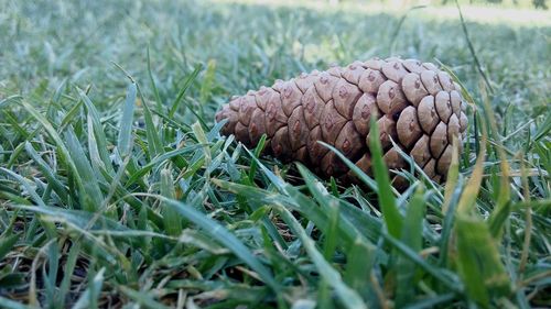 Close-up of plant growing on field