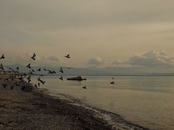 Birds flying over sea