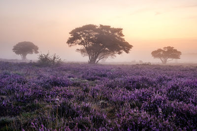 Purple flowering plants on field against sky during sunset