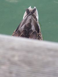 Close-up of a bird