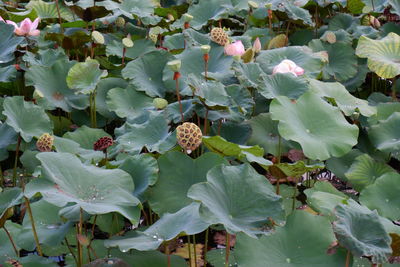 High angle view of flowering plants and leaves