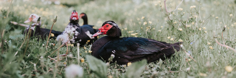 Male and female musk or indo ducks on farm in nature on grass. breeding of poultry