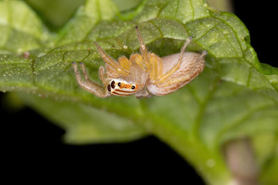 Close-up of insect on leaf