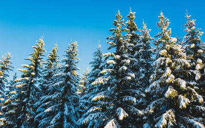 Snow covered trees against sky