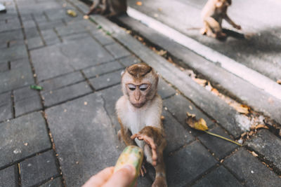 Cropped hand of person giving food to monkey sitting on footpath