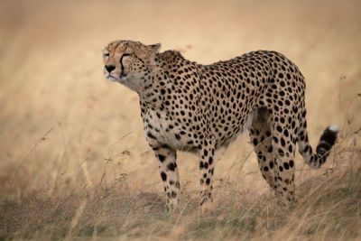 Cheetah on grassy field 