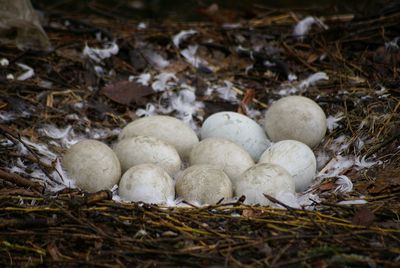 Close-up of eggs in nest