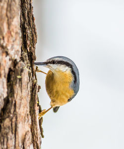 Close-up of bird perching on tree trunk