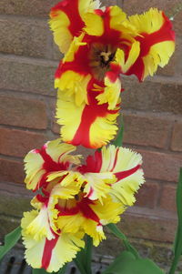 Close-up of yellow flowers