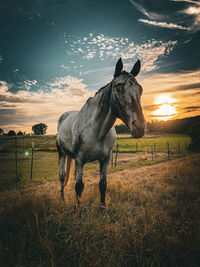 horse