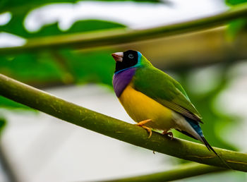 Close-up of bird perching on leaf