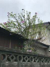 Low angle view of flowering tree by building against sky