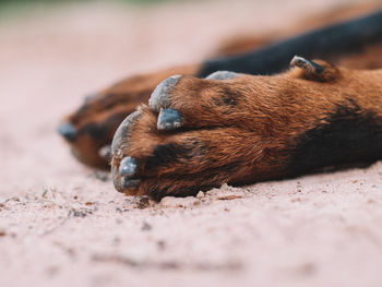 Close-up of a dog sleeping on land