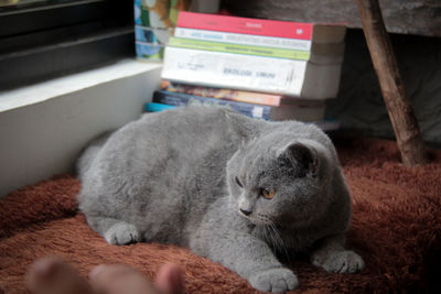 Cat relaxing at home