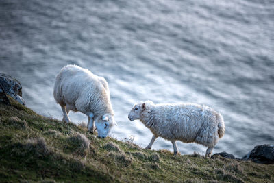 Sheep on field