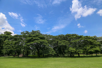 Trees on field against sky