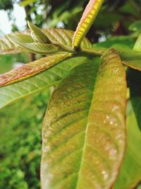 Close-up of green leaves