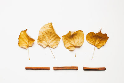 High angle view of dry leaves on white background