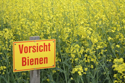 Yellow flowers growing on field