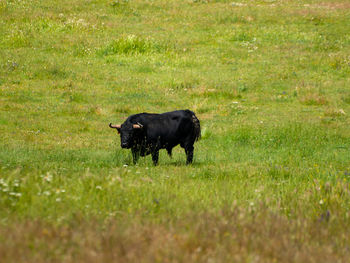 Black dog in a field