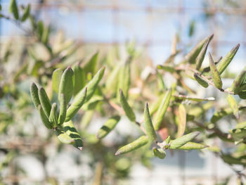 Close-up of plant against blurred background