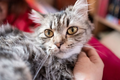 Portrait of cat holding hand
