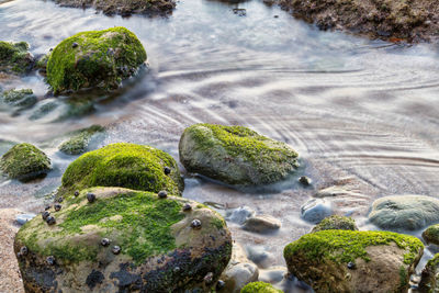 Moss growing on rocks by sea