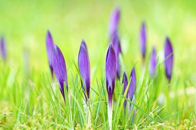 Close-up of purple petals against blurred background