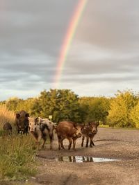 Horses on field against sky