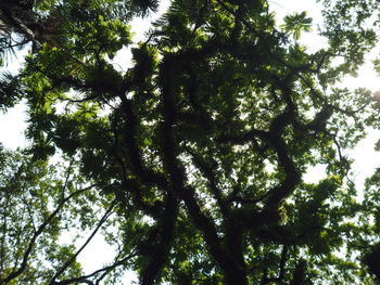 Low angle view of bamboo trees in forest