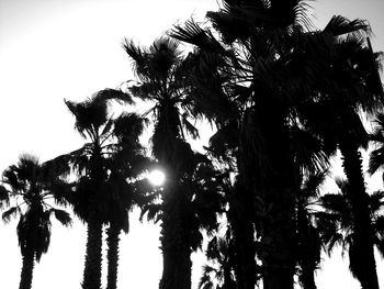 Low angle view of coconut palm trees against sky