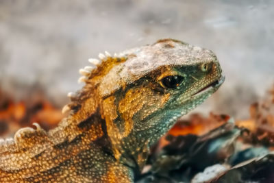 Close-up of lizard