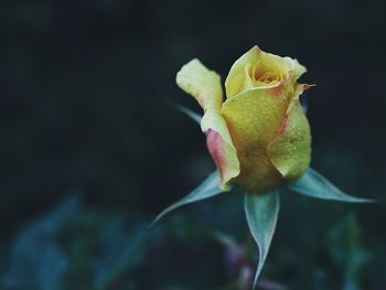 Close-up of rose bud