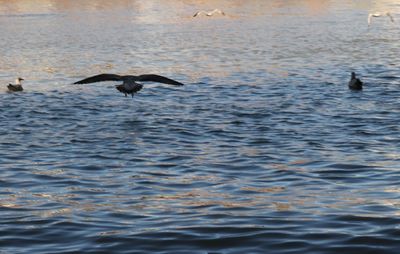 Ducks swimming in sea