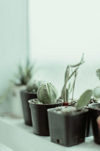 Close-up of potted plant on table