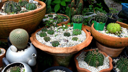 High angle view of potted plants in market