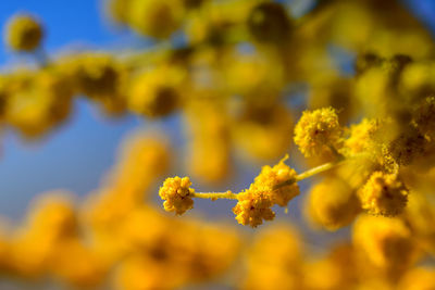 Close-up of yellow flowers against sky