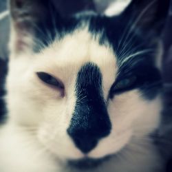 Close-up of cat
