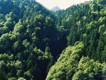 High angle view of pine trees in forest