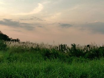 Scenic view of field against sky during sunset