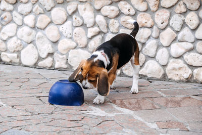 Games to play with beagle puppies. how to entertain puppy and adult beagle indoors, fun 