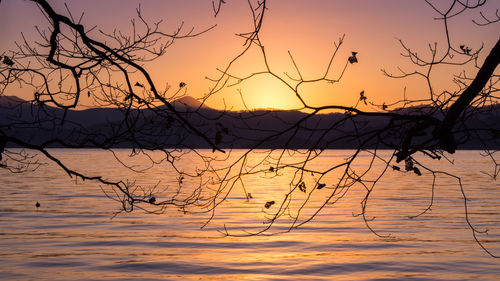 Bare trees against sky at sunset