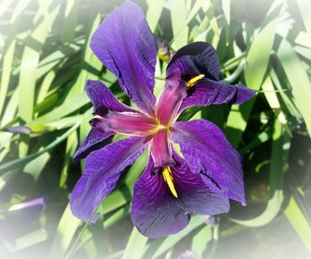 Close-up of purple iris flower