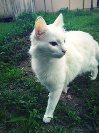 White cat on grass
