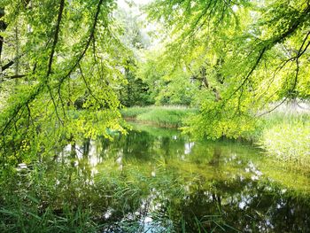 Scenic view of lake in forest