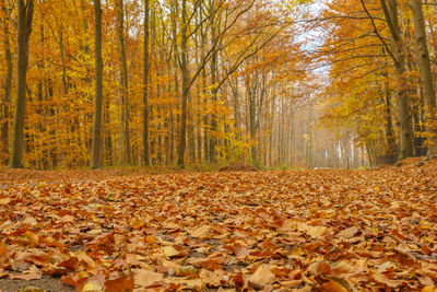 Autumn leaves on a forest