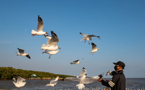 Seagulls flying in the sky, chasing after food that a tourist come to feed on them at bangpu.