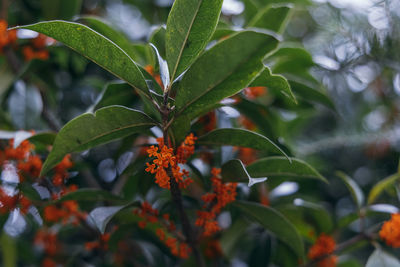 Close-up of fresh green plant