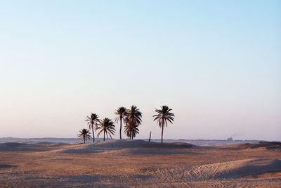 Palm trees on field against clear sky